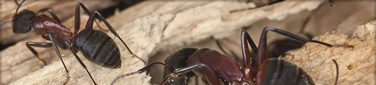 Close-up of ants on wood showing an active ant infestation in Milwaukee, WI