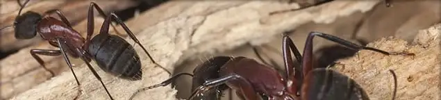 Close-up of ants on wood showing an active ant infestation in Milwaukee, WI
