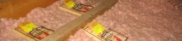 Mouse traps placed in an attic for rodent control in Milwaukee, WI