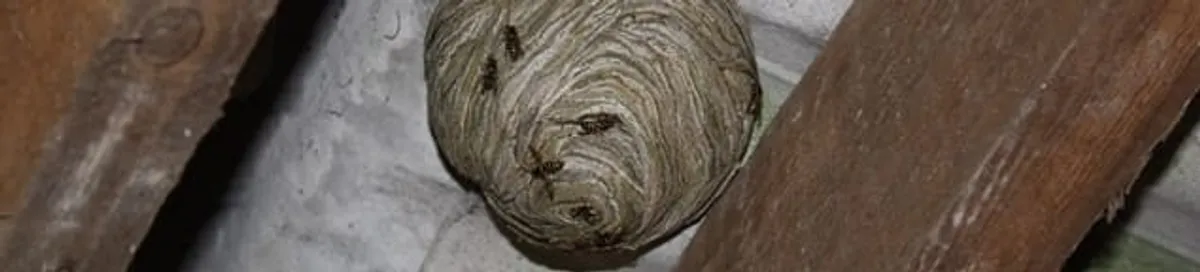 Wasp nest in an attic space, a common home infestation risk in Milwaukee, WI