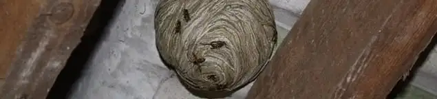 Wasp nest in an attic space, a common home infestation risk in Milwaukee, WI