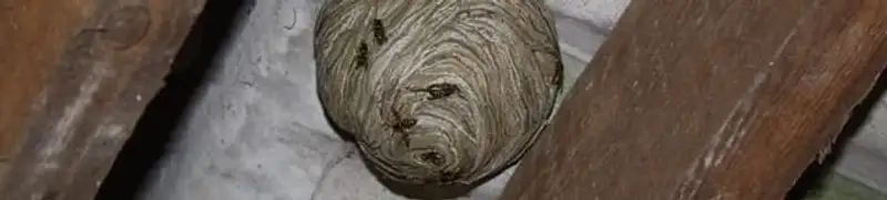 Wasp nest in an attic space, a common home infestation risk in Milwaukee, WI