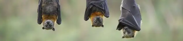 Bats roosting together, a common sign of a bat infestation in Milwaukee, WI