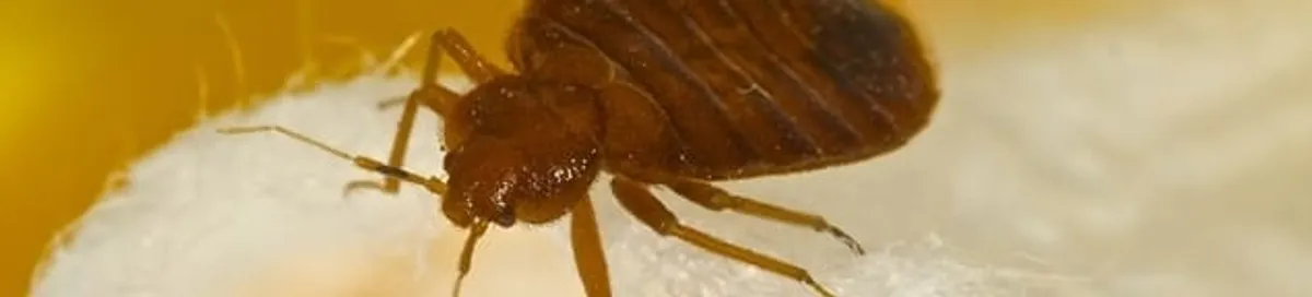 Close-up of a bed bug, a sign of an active infestation in Milwaukee, WI