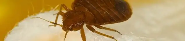 Close-up of a bed bug, a sign of an active infestation in Milwaukee, WI