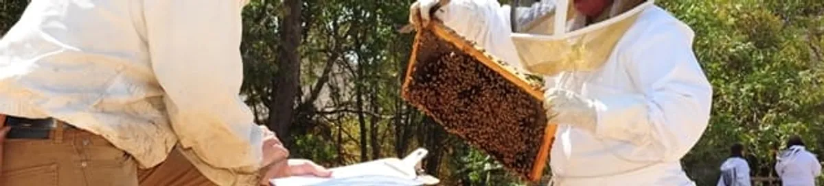 Bee removal specialists relocating a hive and honeycomb safely in Milwaukee, WI