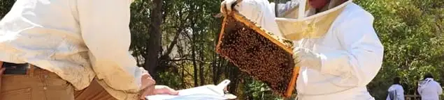 Bee removal specialists relocating a hive and honeycomb safely in Milwaukee, WI