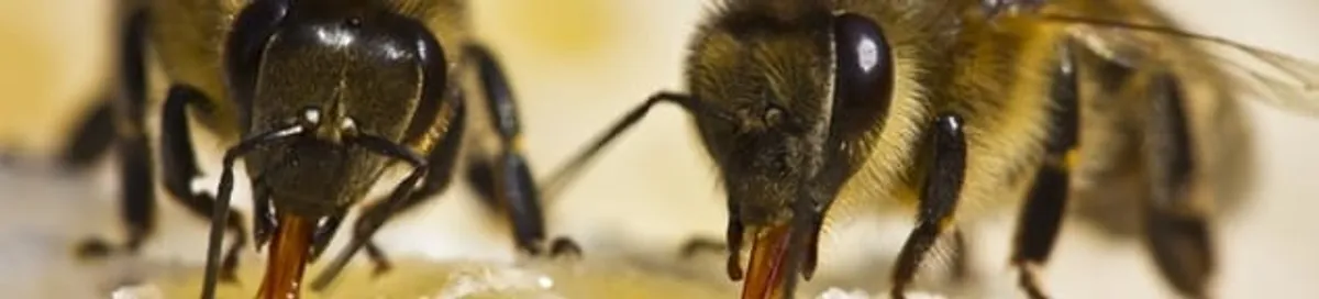 Close-up of honey bees, a sign of a nearby hive in Milwaukee, WI
