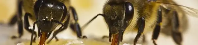 Close-up of honey bees, a sign of a nearby hive in Milwaukee, WI