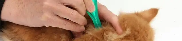 Flea treatment for pets using a flea comb, a sign of flea problems in Milwaukee, WI