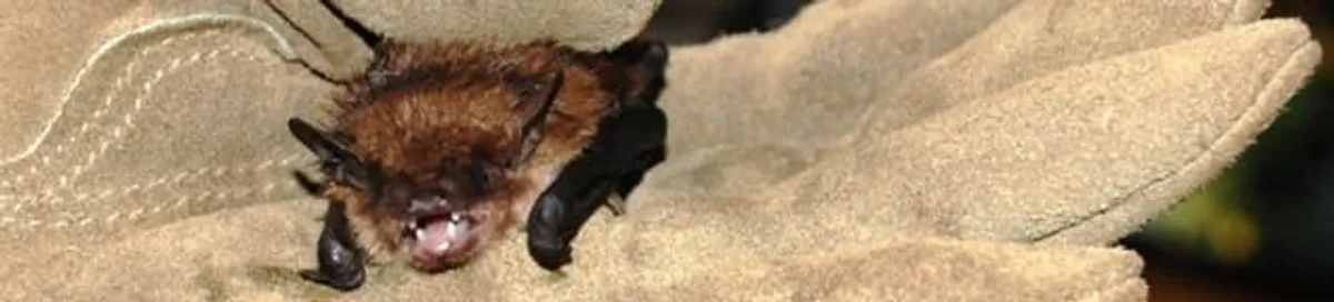 Bat removal specialist holding a bat safely during humane exclusion in Milwaukee, WI