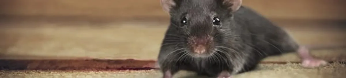 Mouse indoors, a common sign of a rodent infestation in Milwaukee, WI