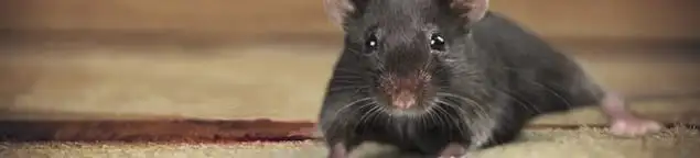 Mouse indoors, a common sign of a rodent infestation in Milwaukee, WI