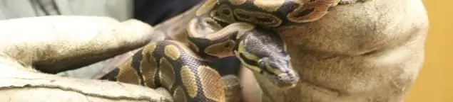 Snake removal specialist safely handling a snake with protective gloves in Milwaukee, WI