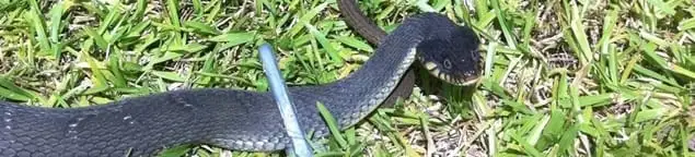 Snake in a yard, a common sign of a snake problem near a home in Milwaukee, WI