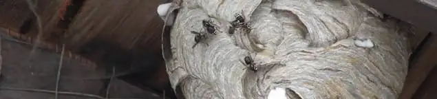Close-up of a wasp nest with active wasps, a sign of an infestation in Milwaukee, WI