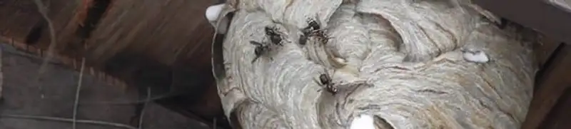 Close-up of a wasp nest with active wasps, a sign of an infestation in Milwaukee, WI